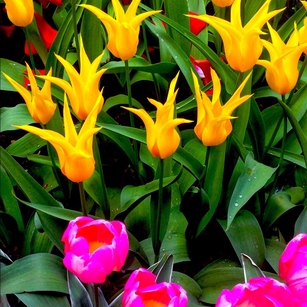 Meet your Posher, Cindy